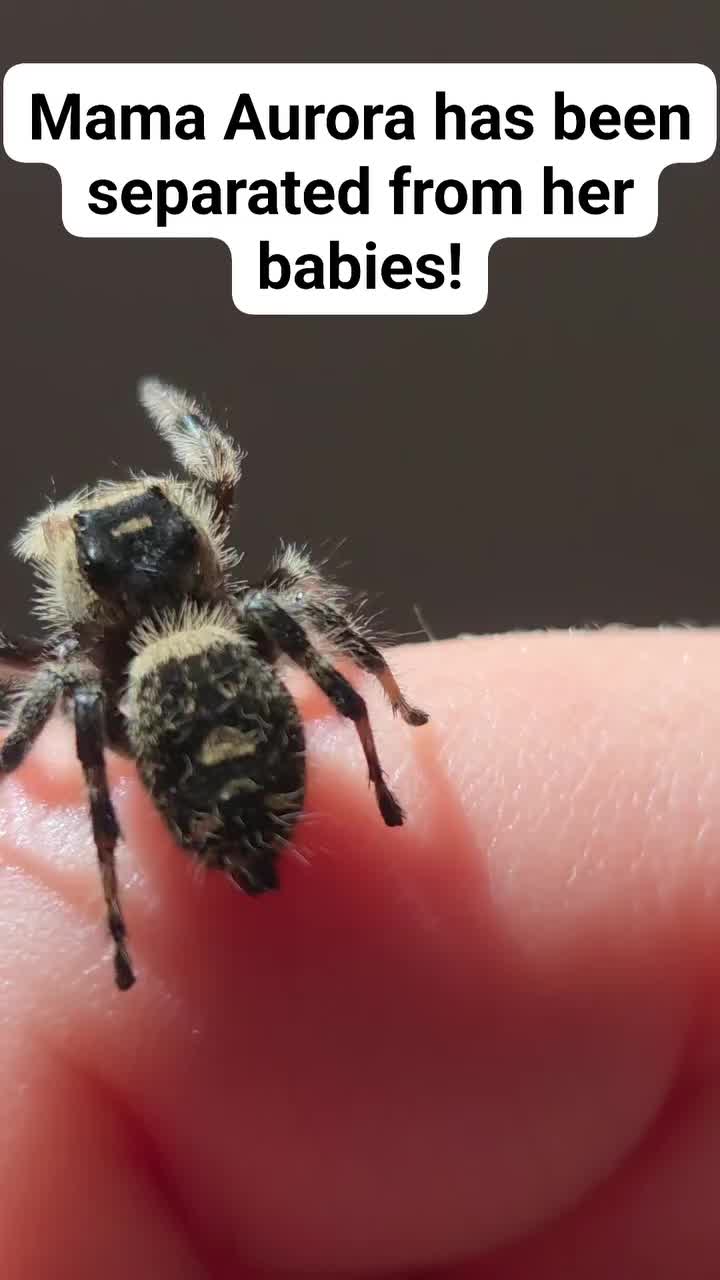 @Webcats