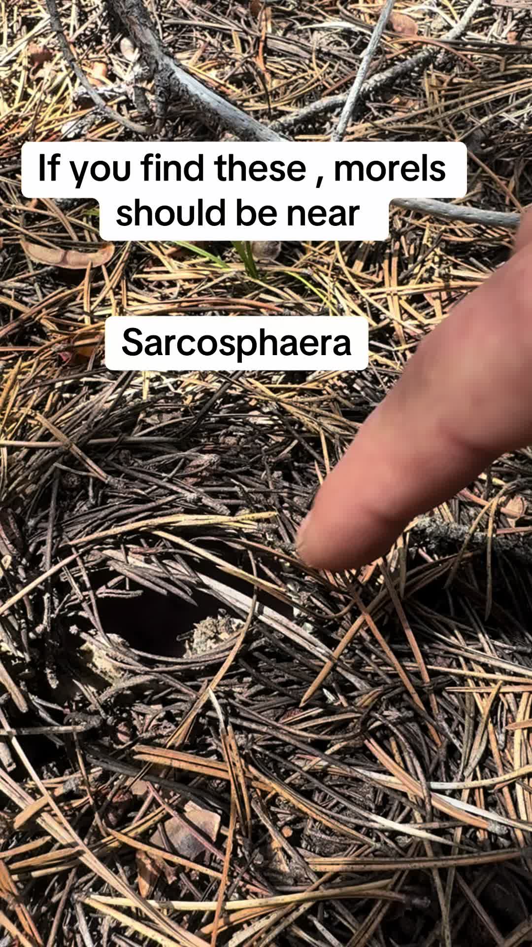 @Fungusamungus