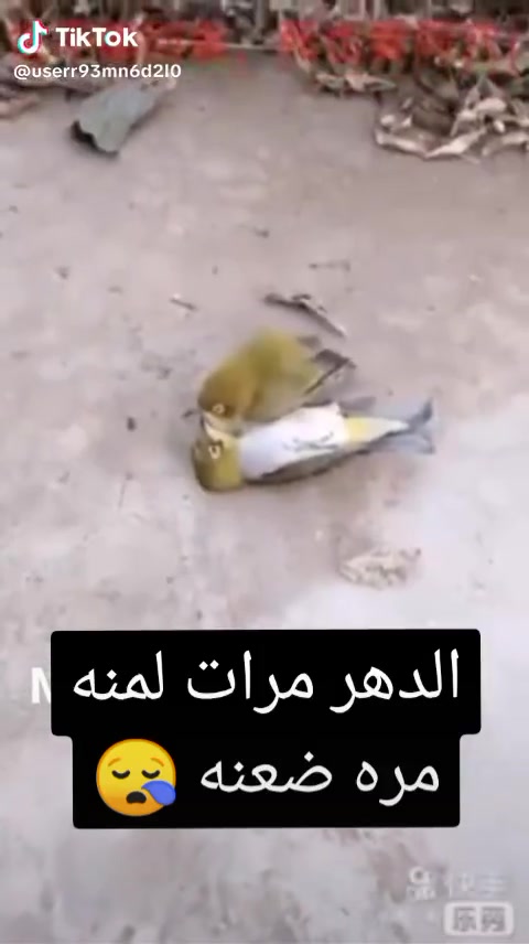 @thamer.alfadel