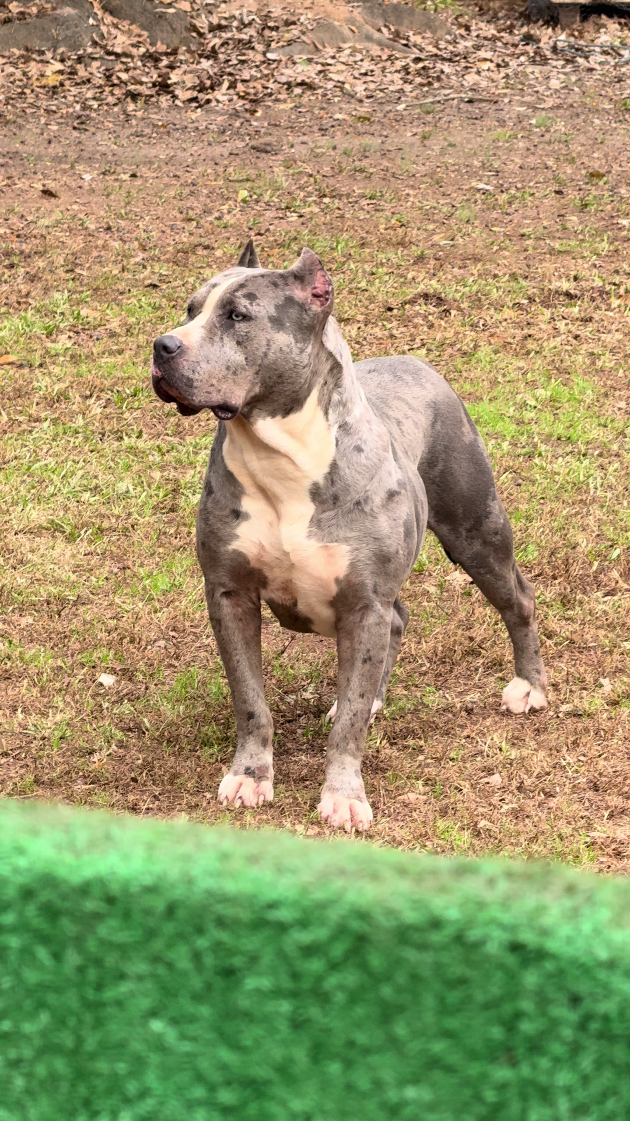 @Alpha Z Kennels