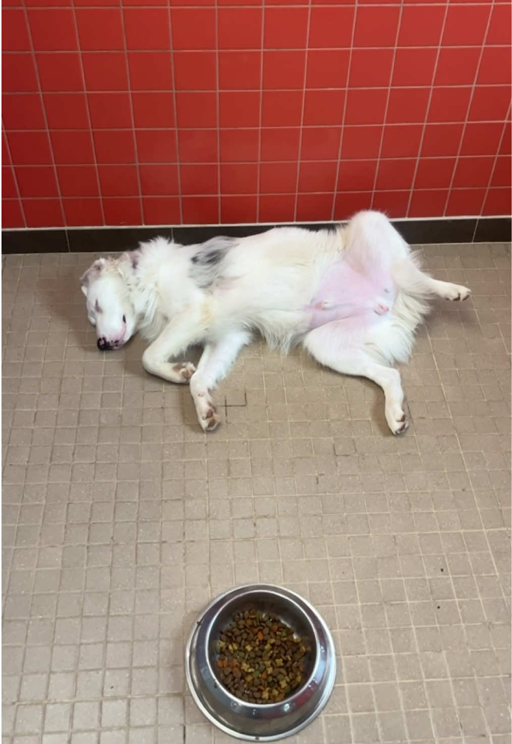 @animalhumanenm