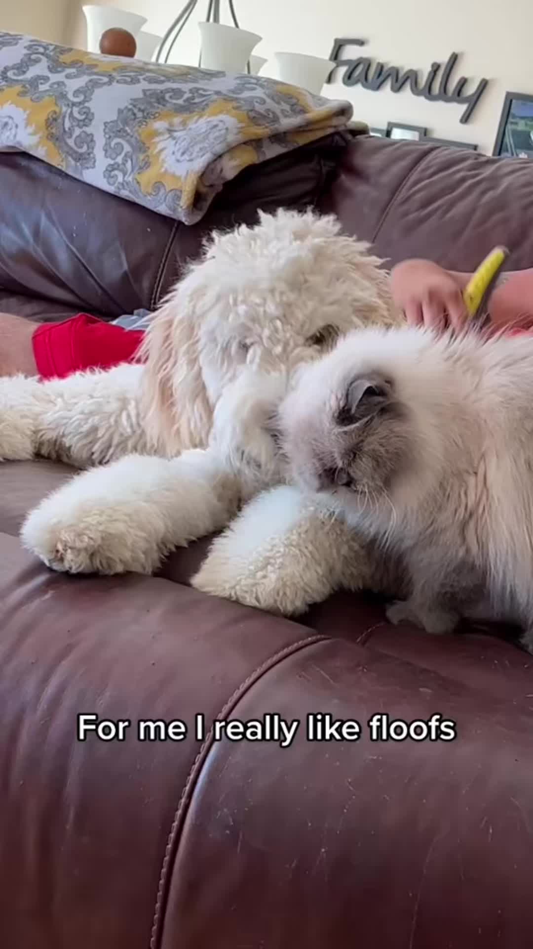 @Ambrosepets