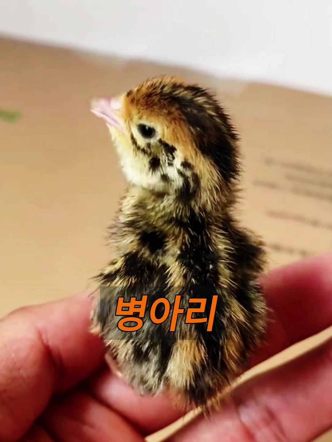 @삼촌Cut2025