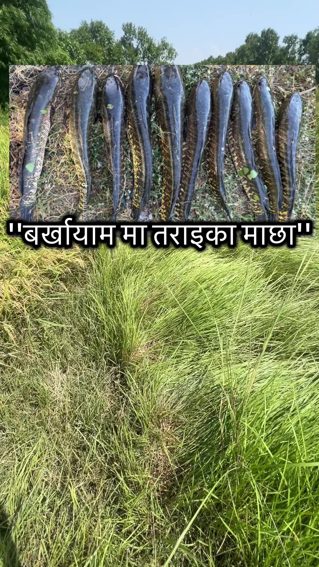@Riwan Singh Thakuri