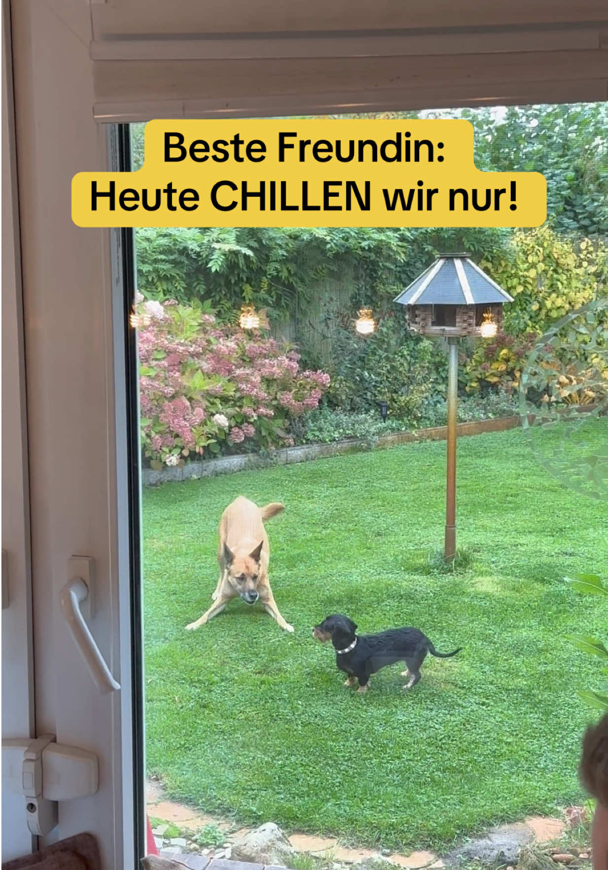 @INSAbenteuerHund