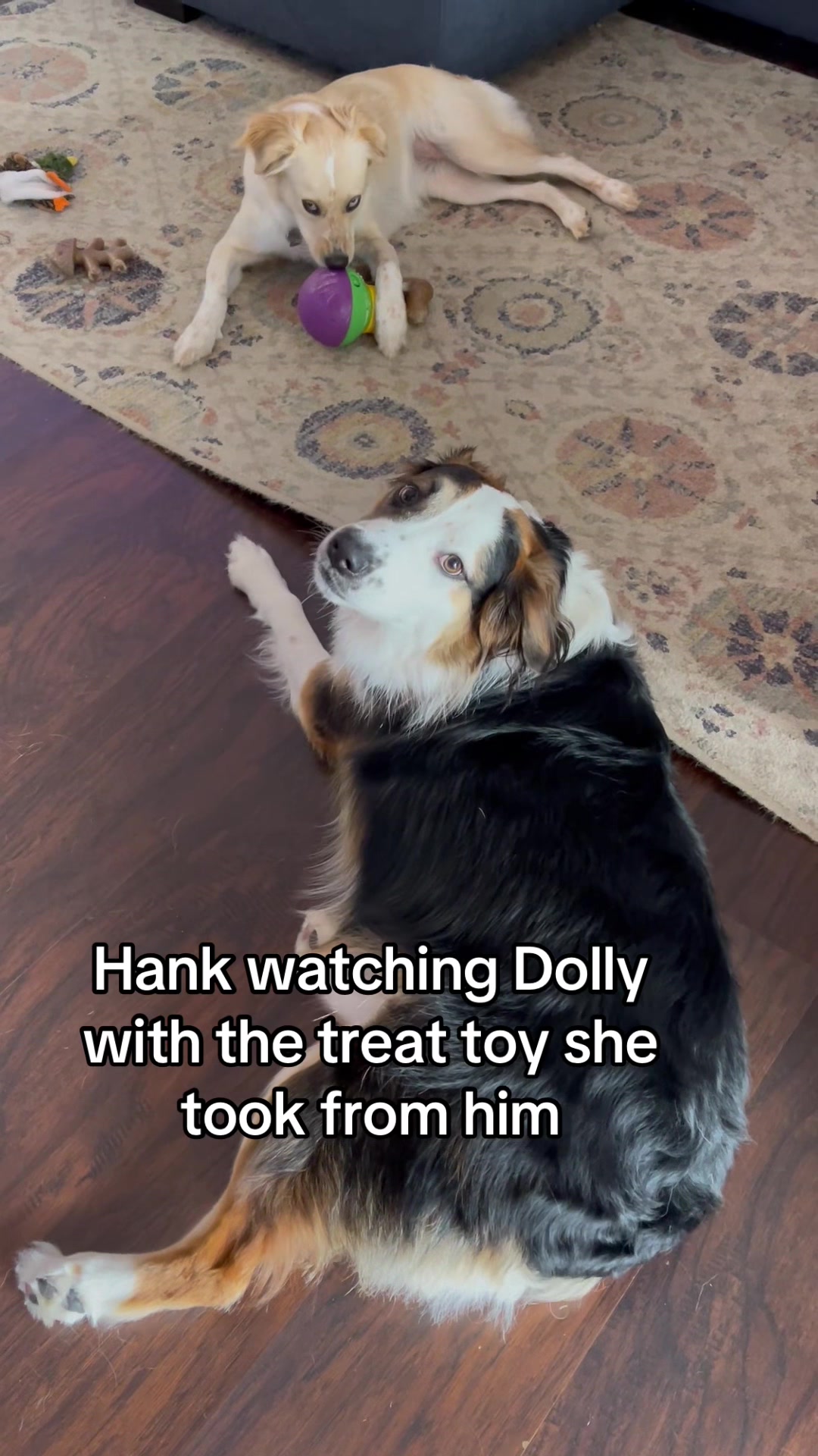 @hankanddollyrescuedogs