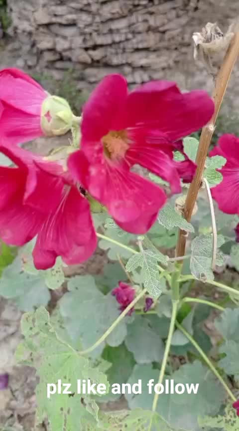 @iqra, Chaudhary