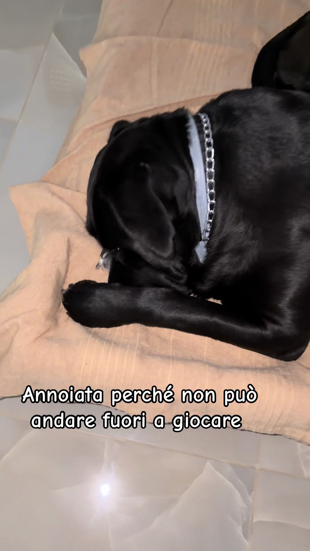 @Marisa Principato