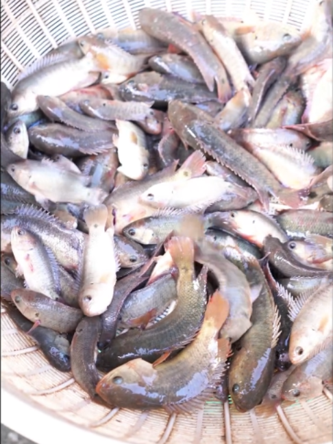 @Trại Cá Giống Quang Lâm
