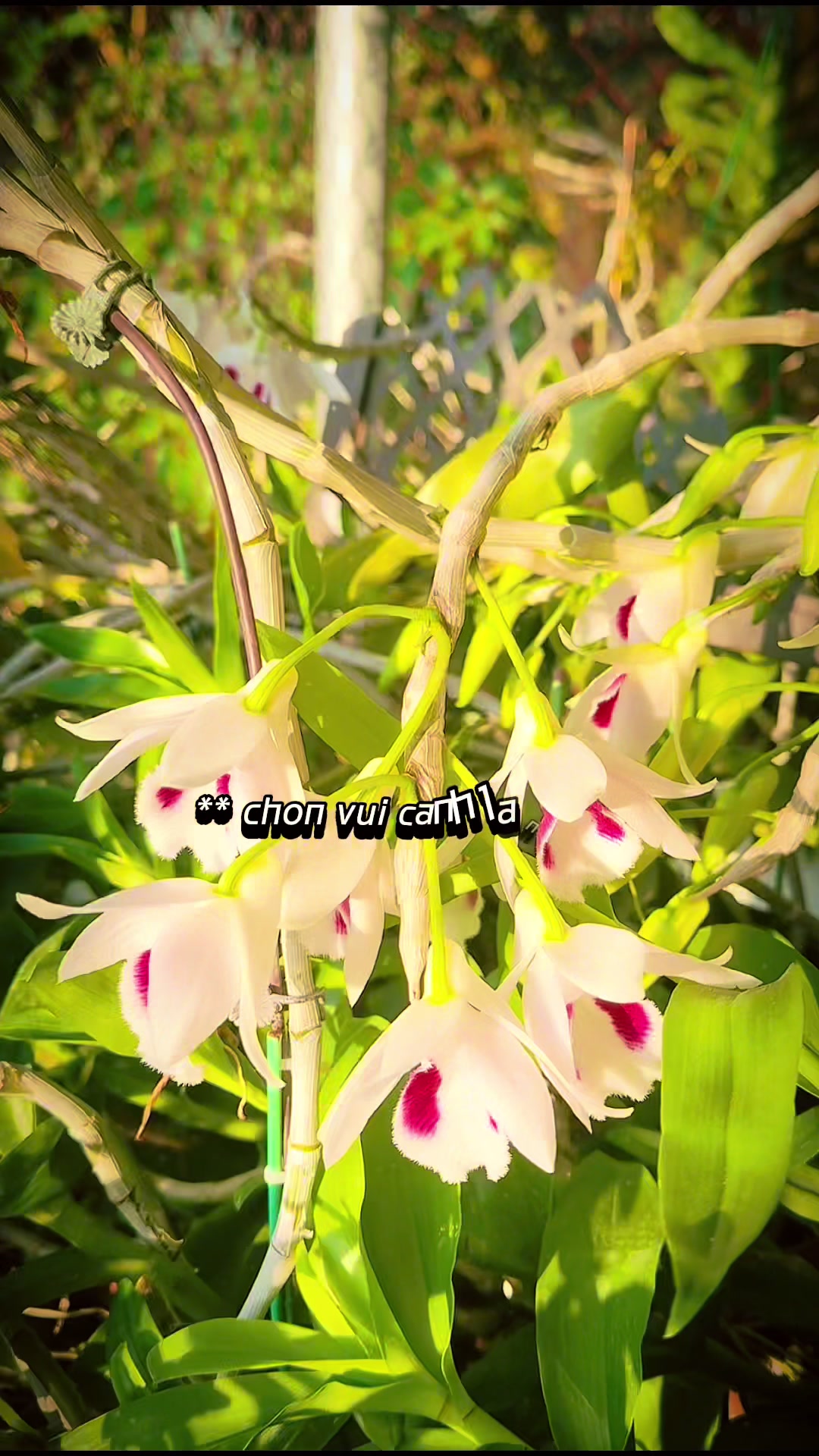 @Trần Hoài 1980.