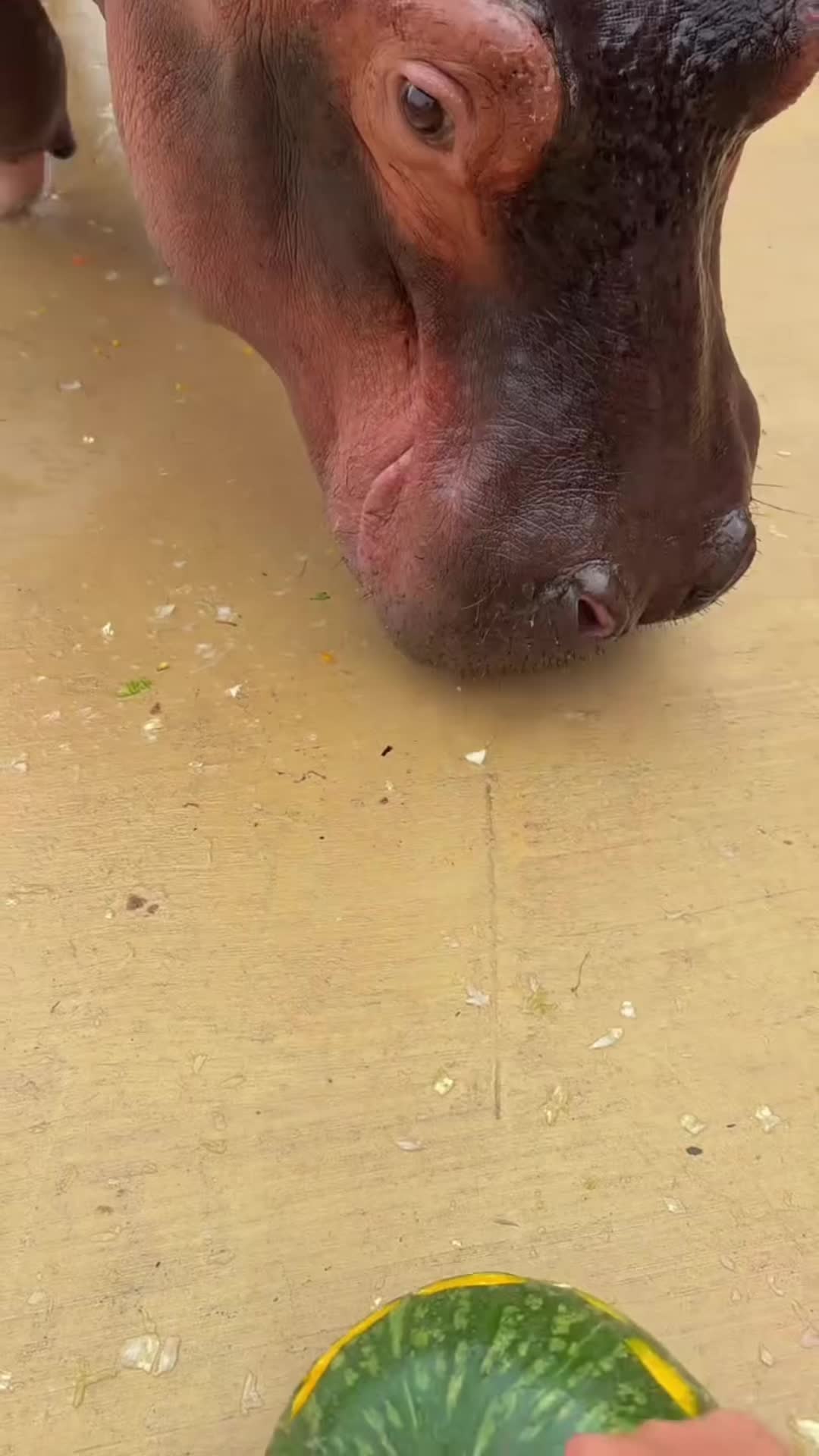 @Hippo