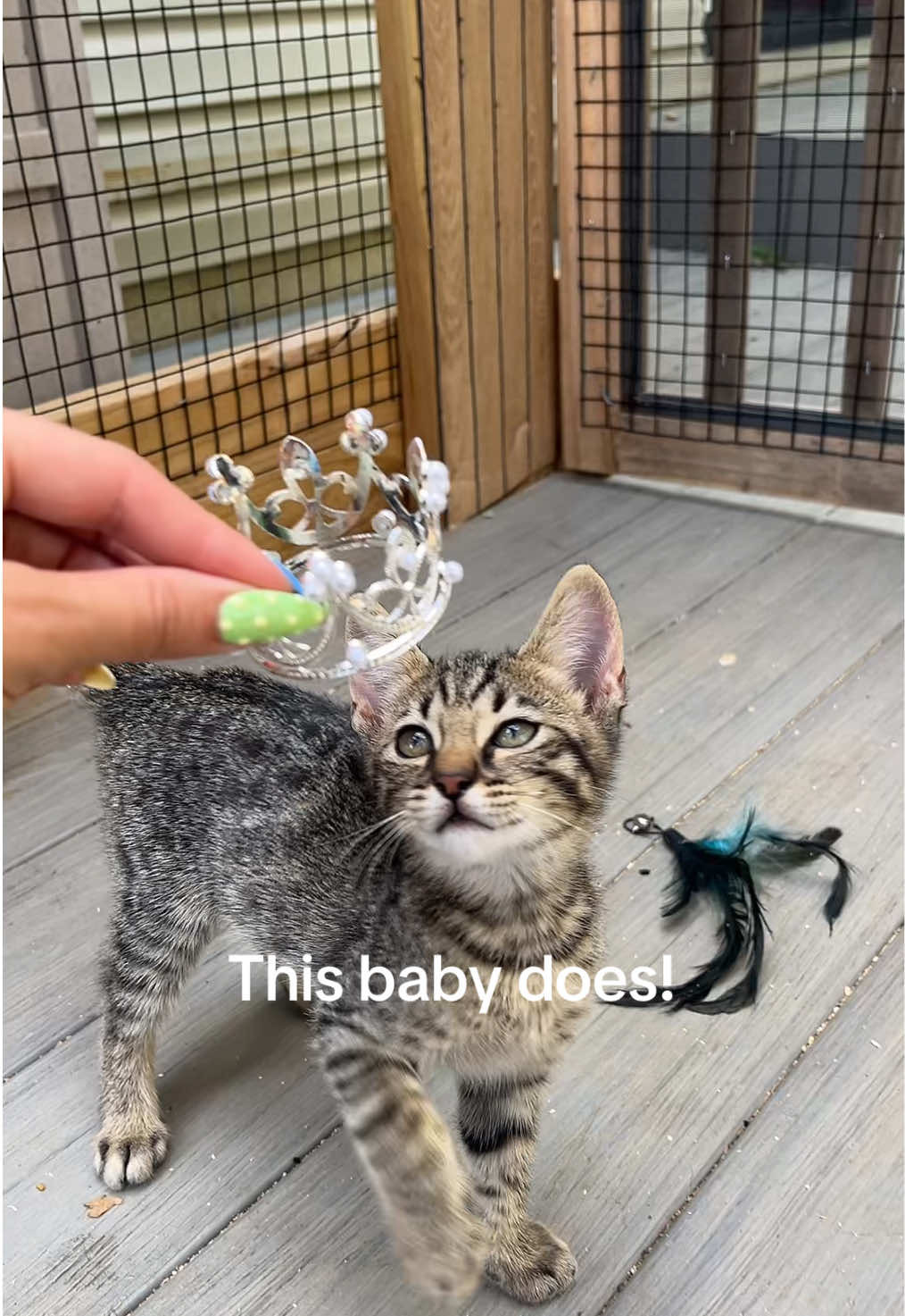 @BAO THE SERVAL