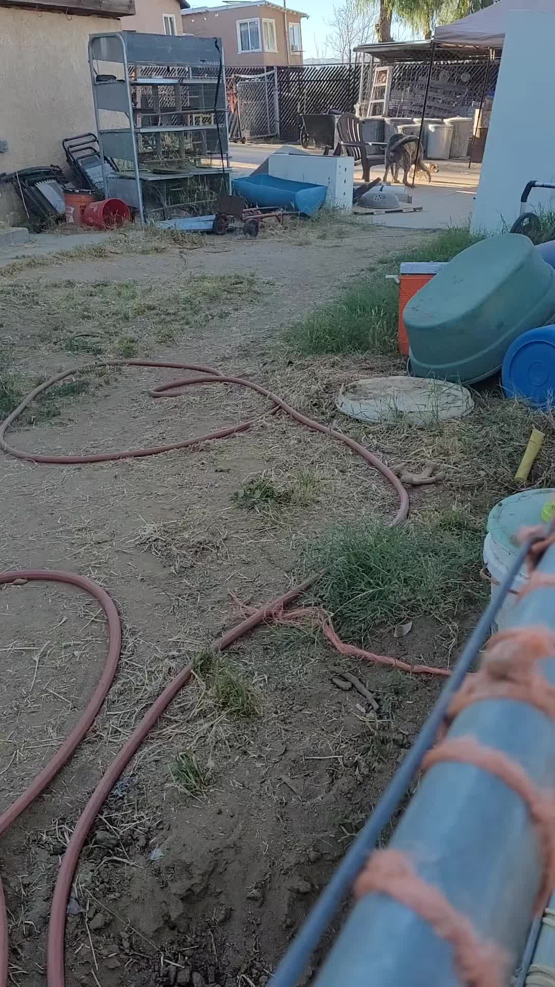 @VioletHorizonsFarm