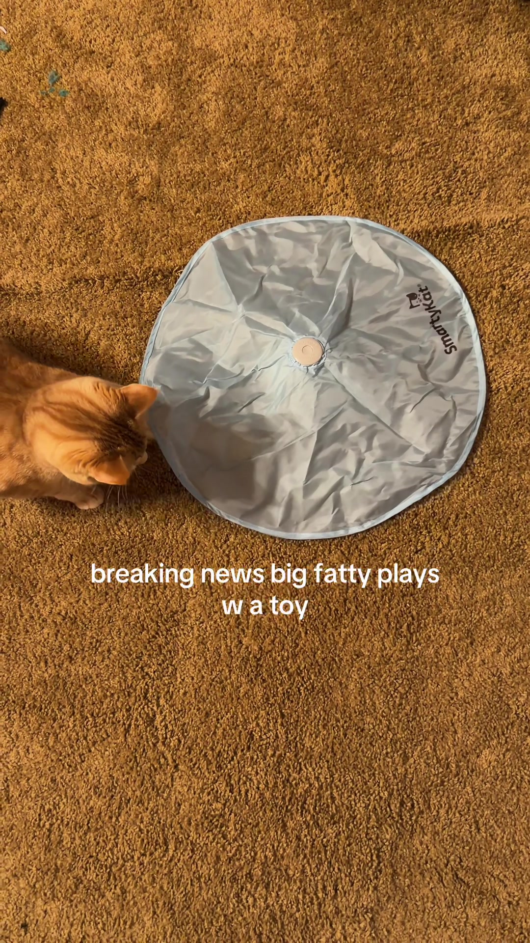 @bink the big orange cat