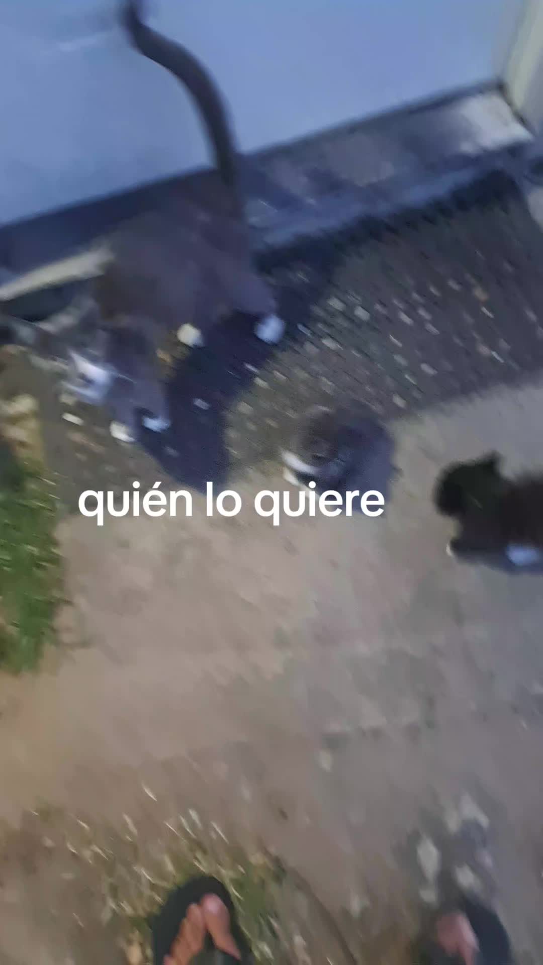 @el barbas de Jalisco