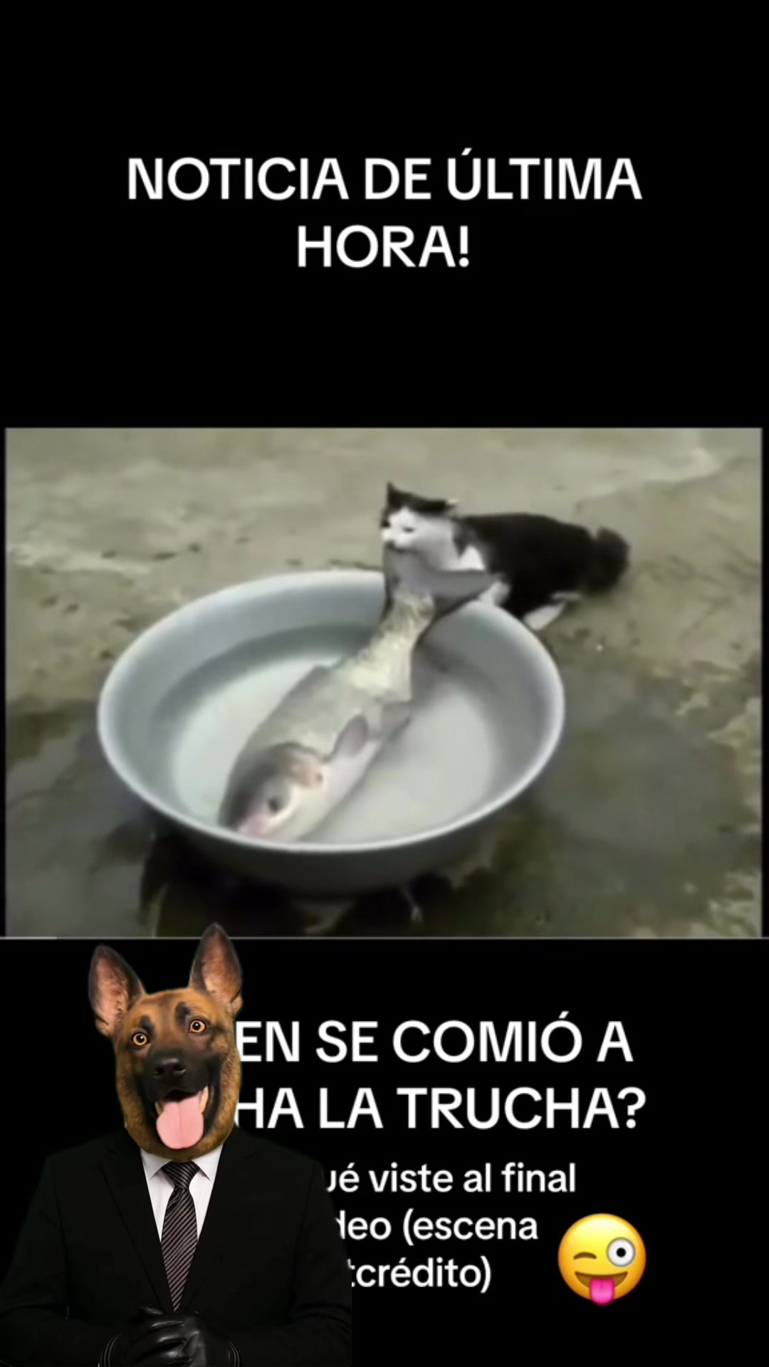 @FIRULAIS