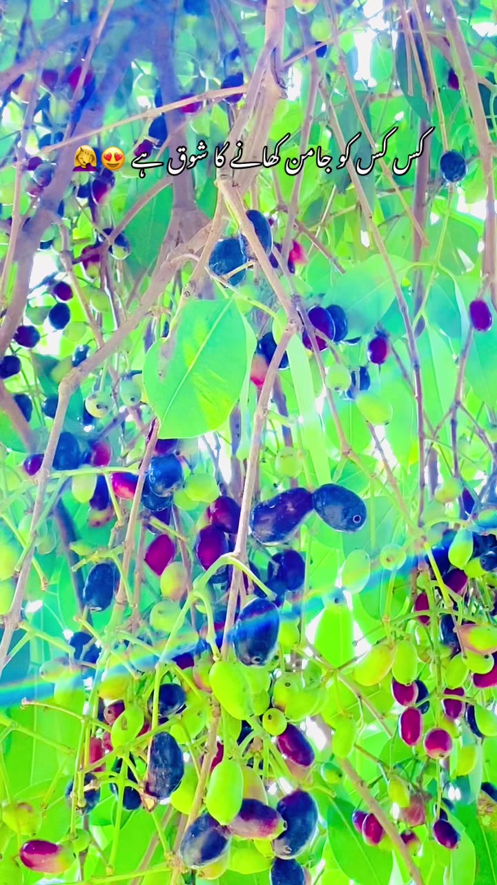 @🍂🌾 پنجابی کلچر 🌾🍂