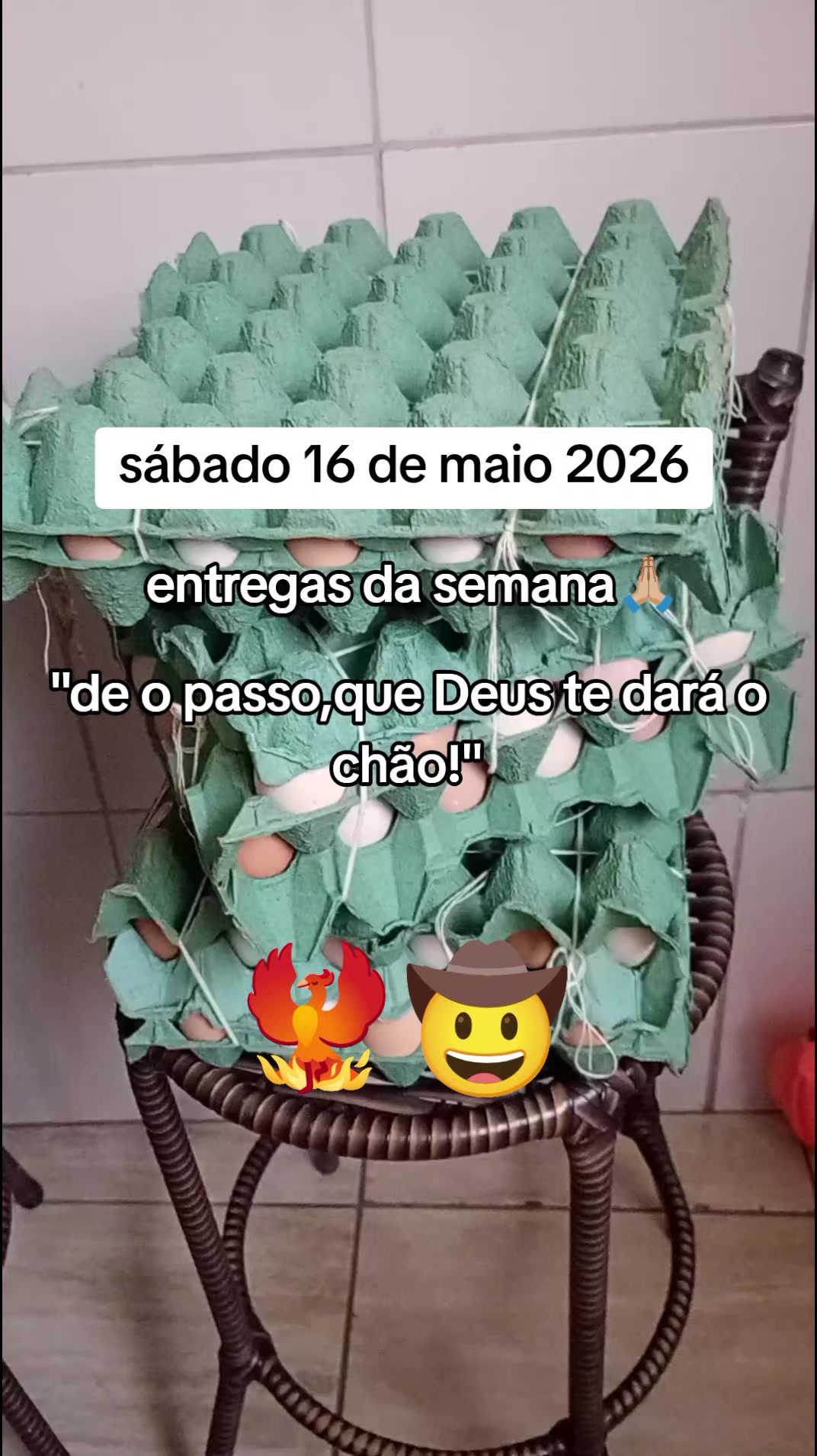 @Criatório Fênix 🐦🔥