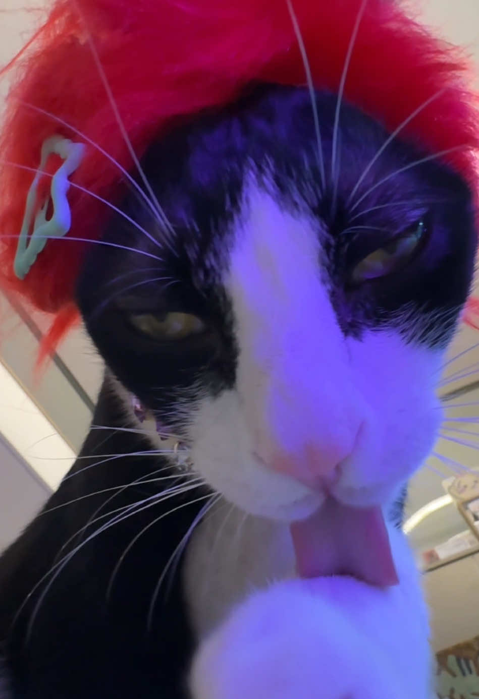 @Licking Cat