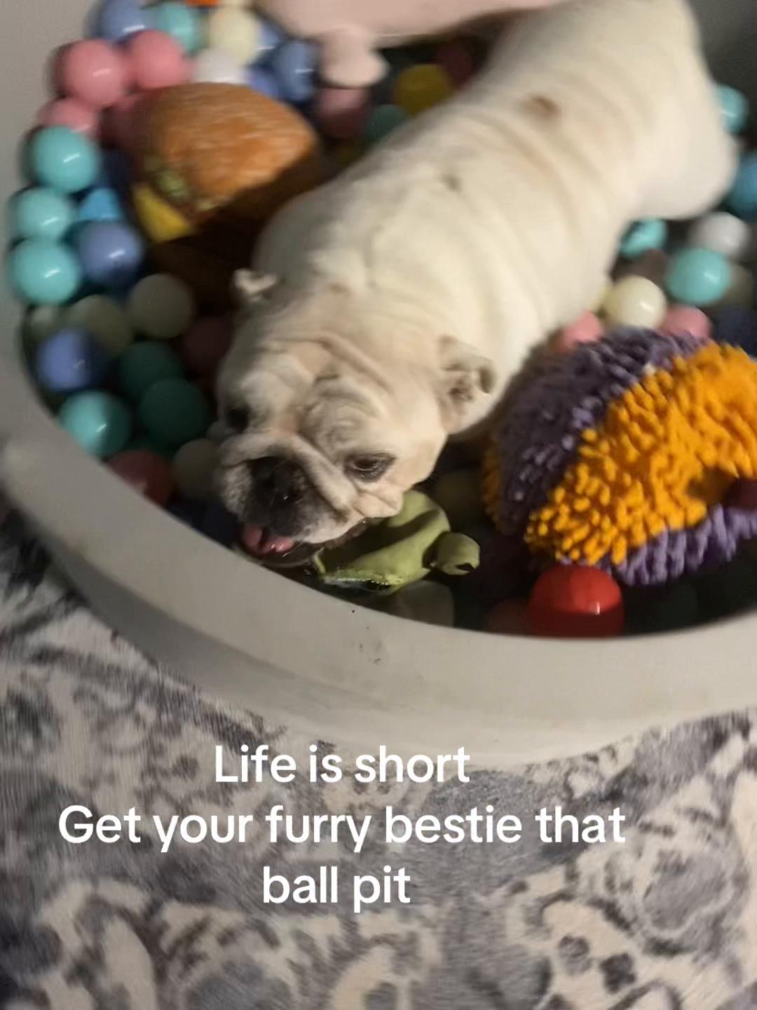 @itty_bitty_Brittany