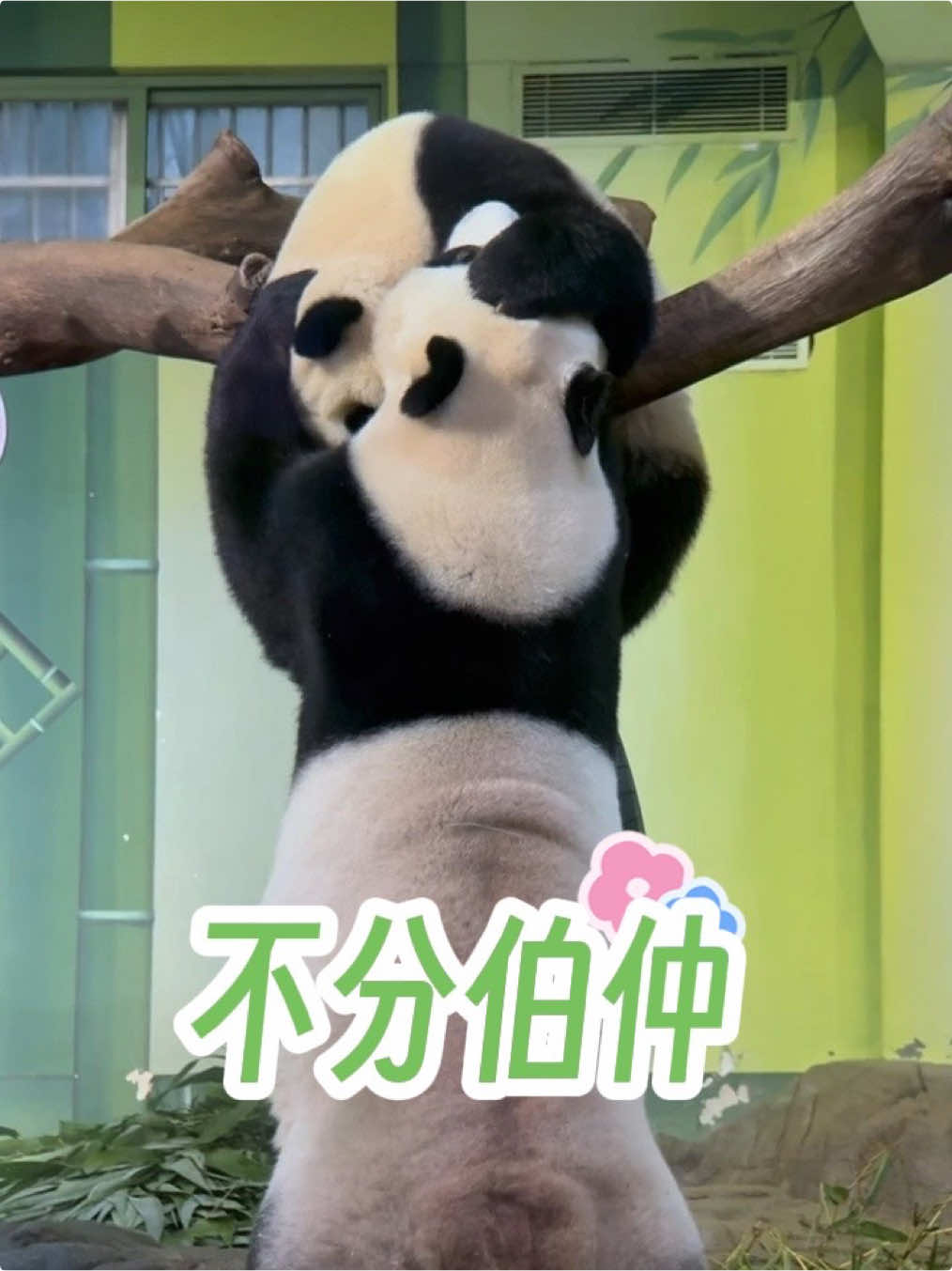 @熊猫妹珠🐼