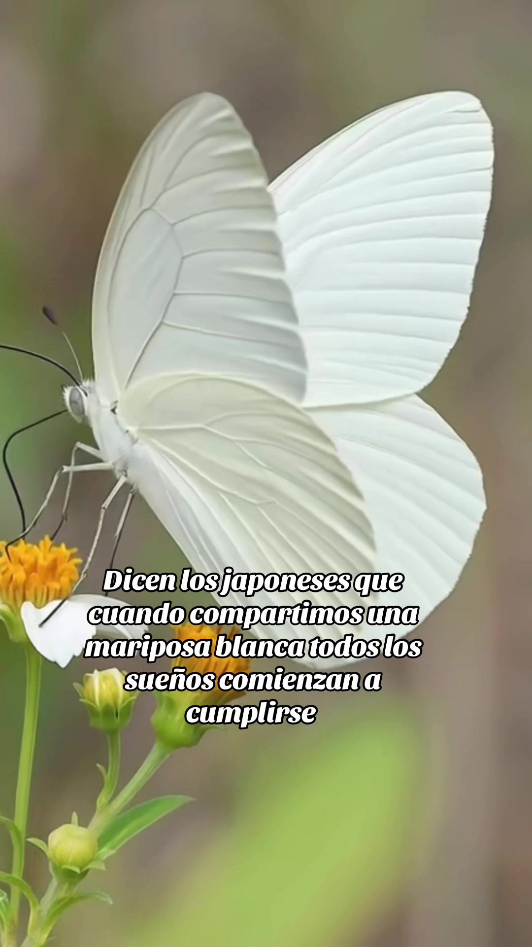 @migne_00