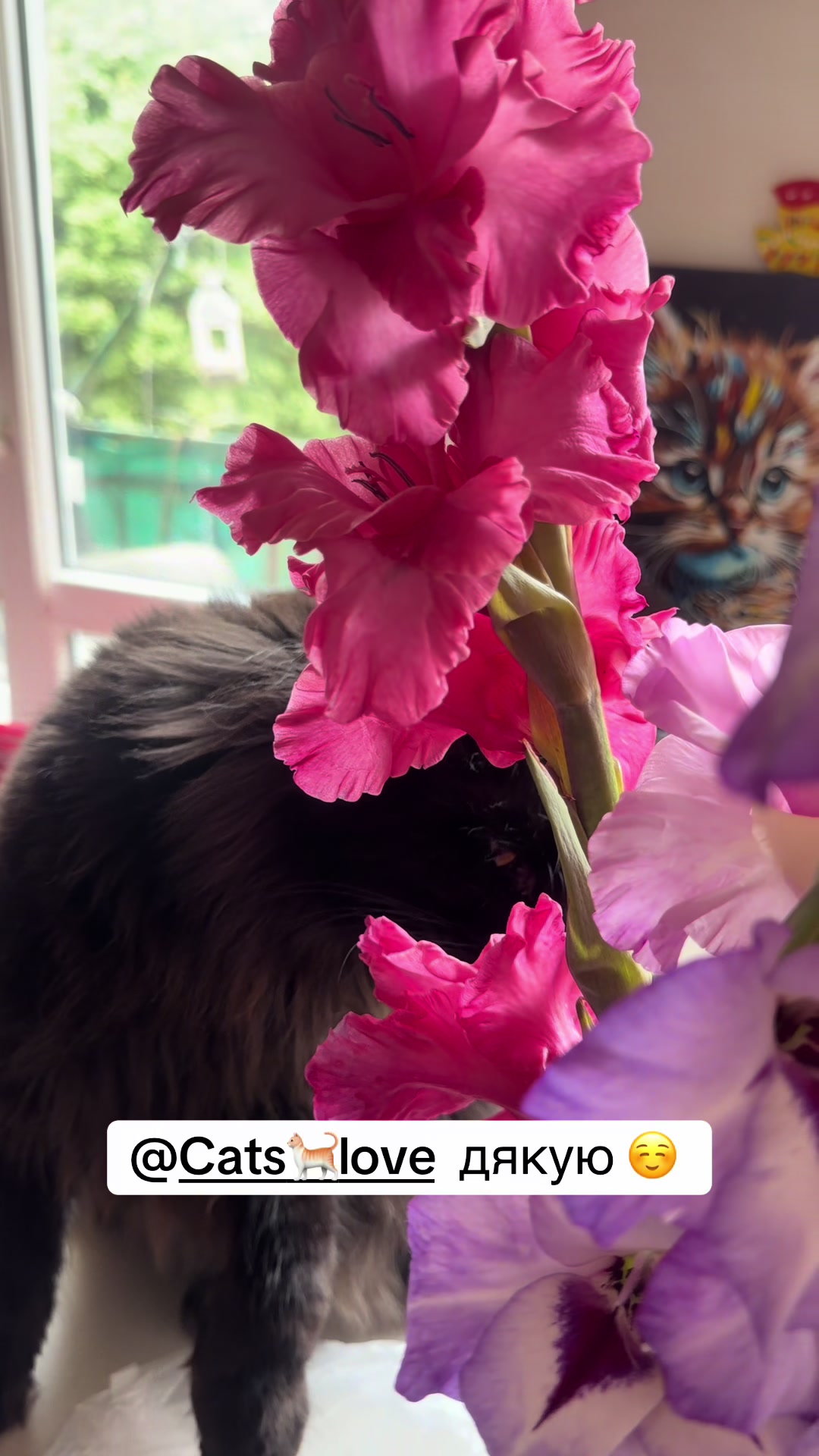 @PARAKENTOS*UA Maine coon