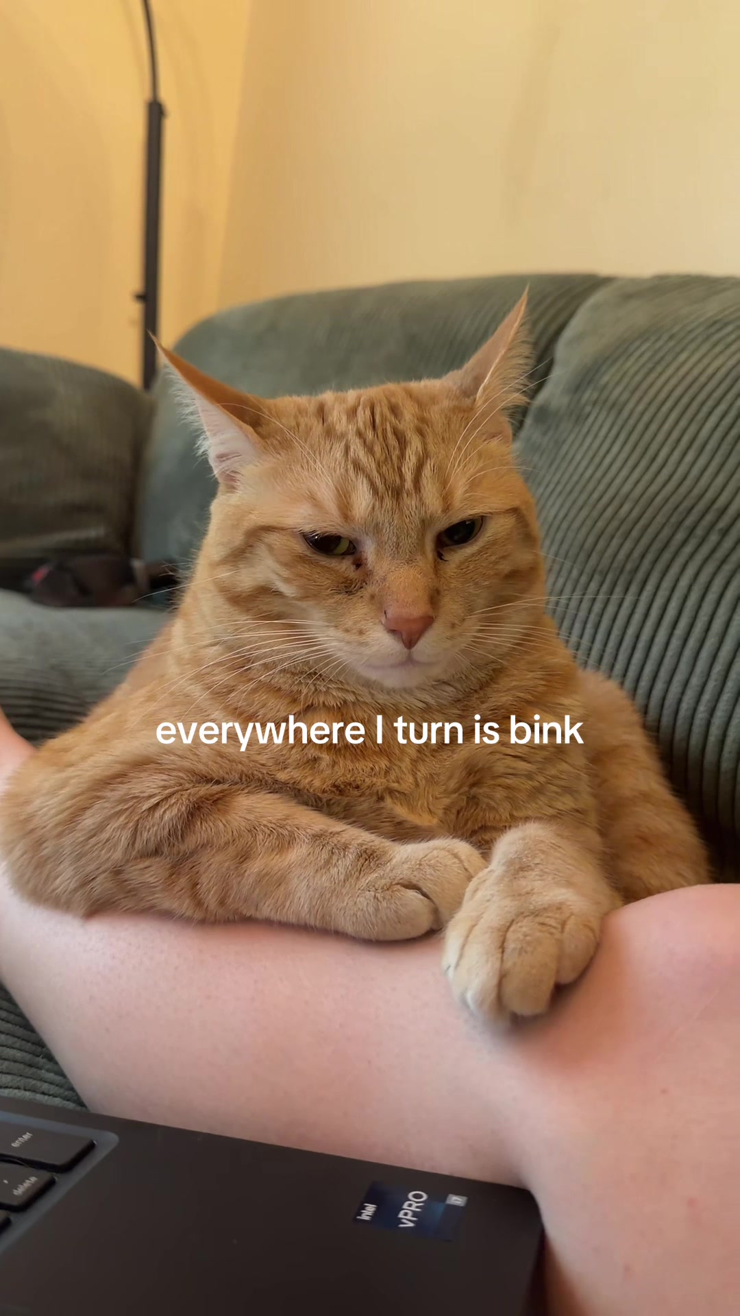 @bink the big orange cat
