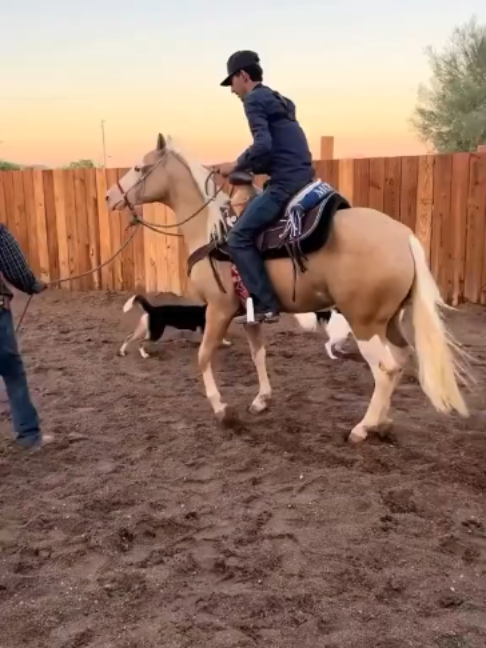 @Horses TikTok