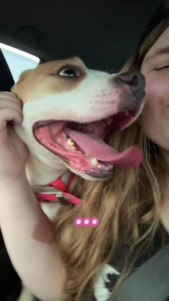 @Upsidedown&Above_corgis