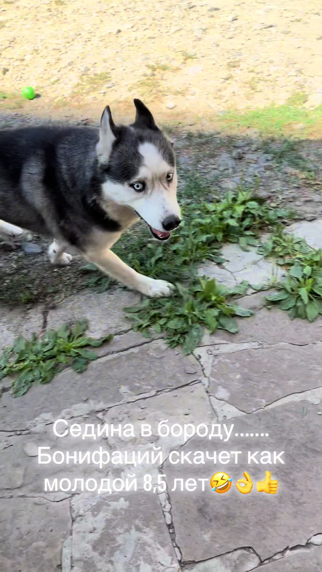 @🐕🦺Бонифаций и Арчибальд🐕