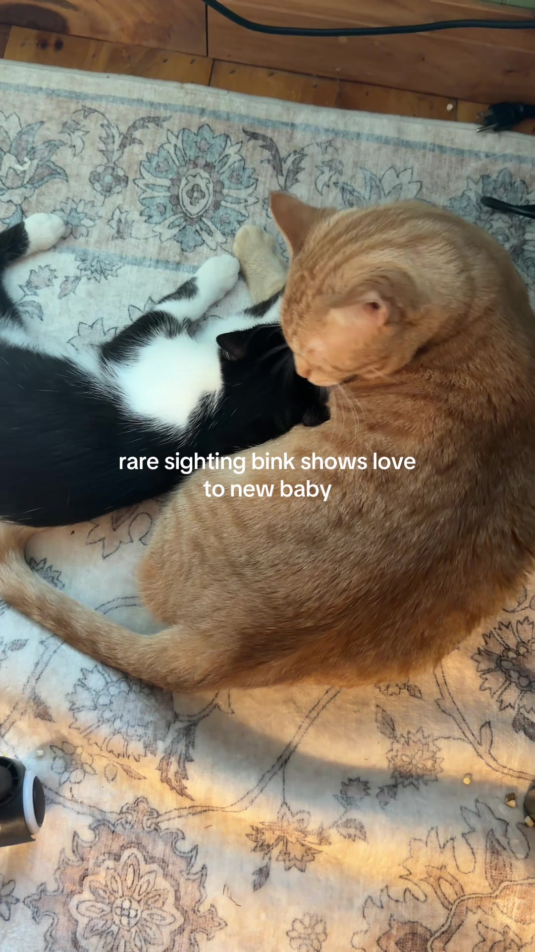 @bink the big orange cat