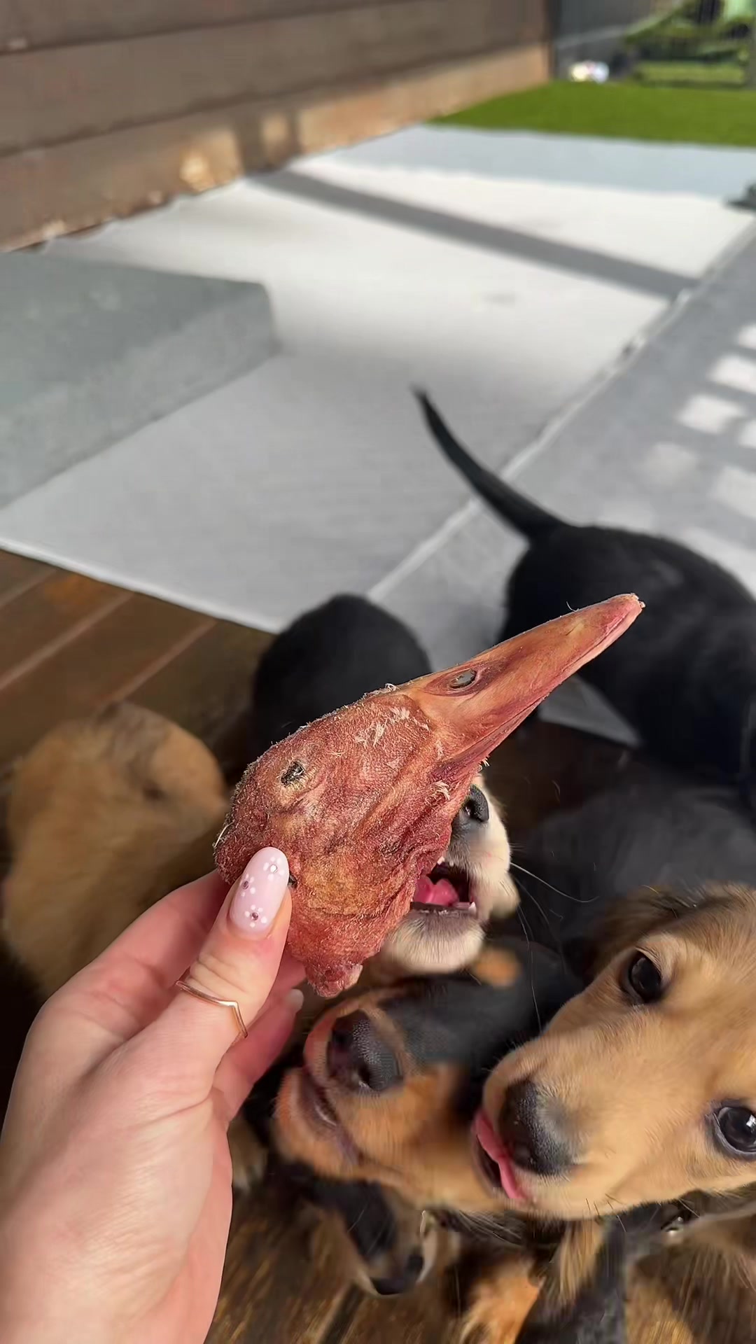 @Dachshund Dynasty