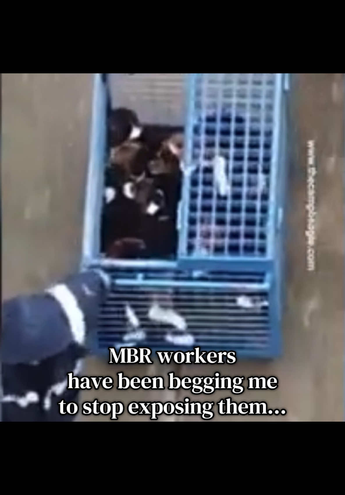 @animalrightsdaily