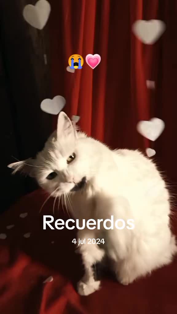 @Zurita Aniki