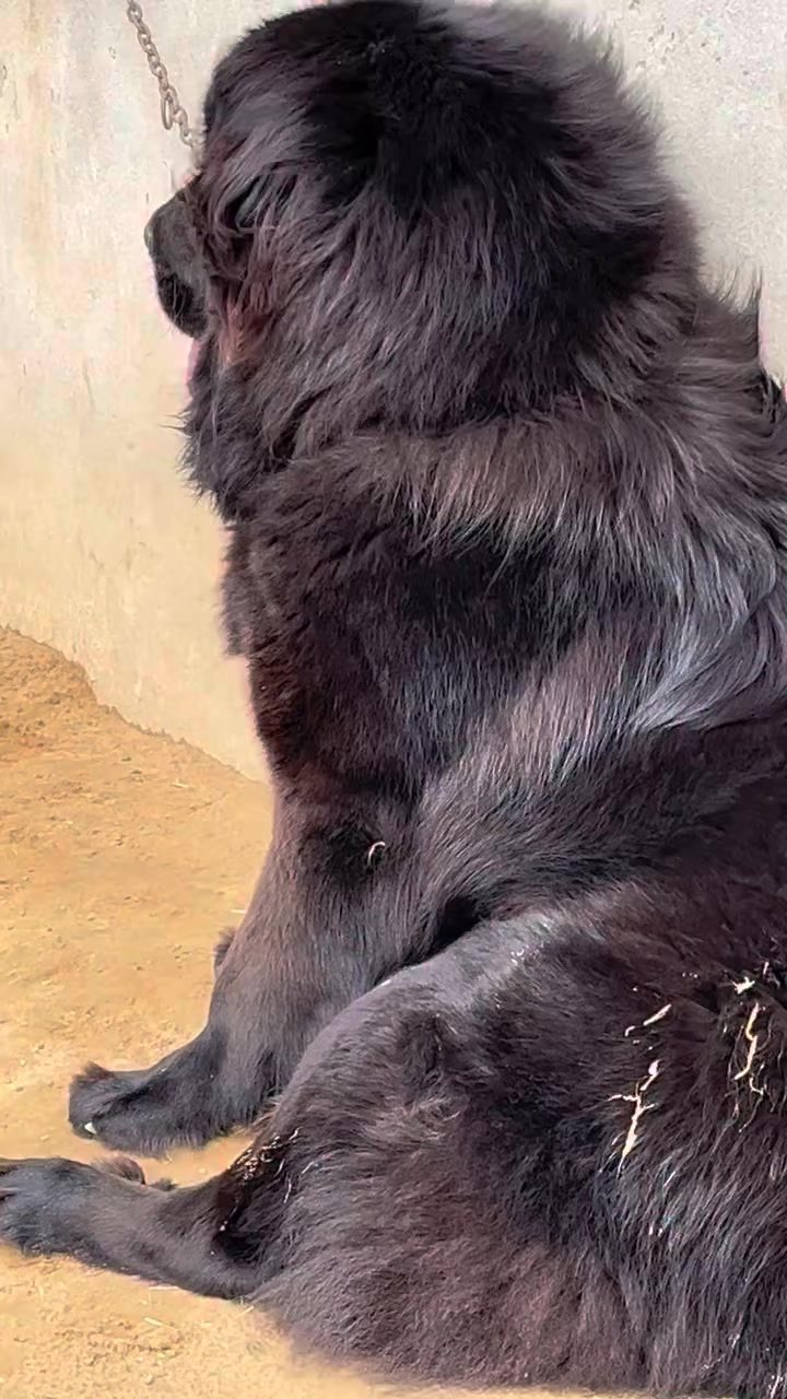 @Kashmiri_Bakrwal_Dog