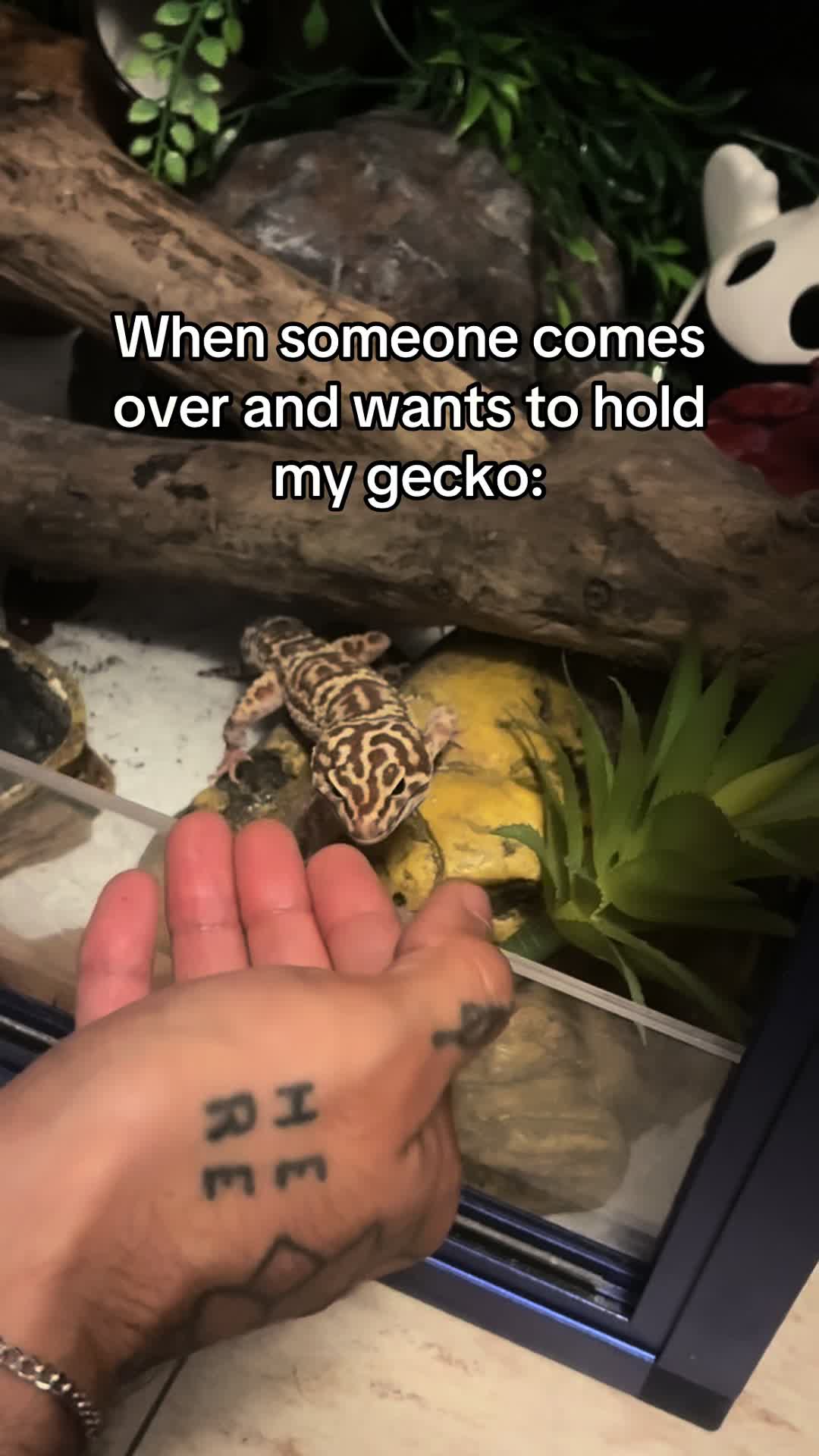 @Mika🦎