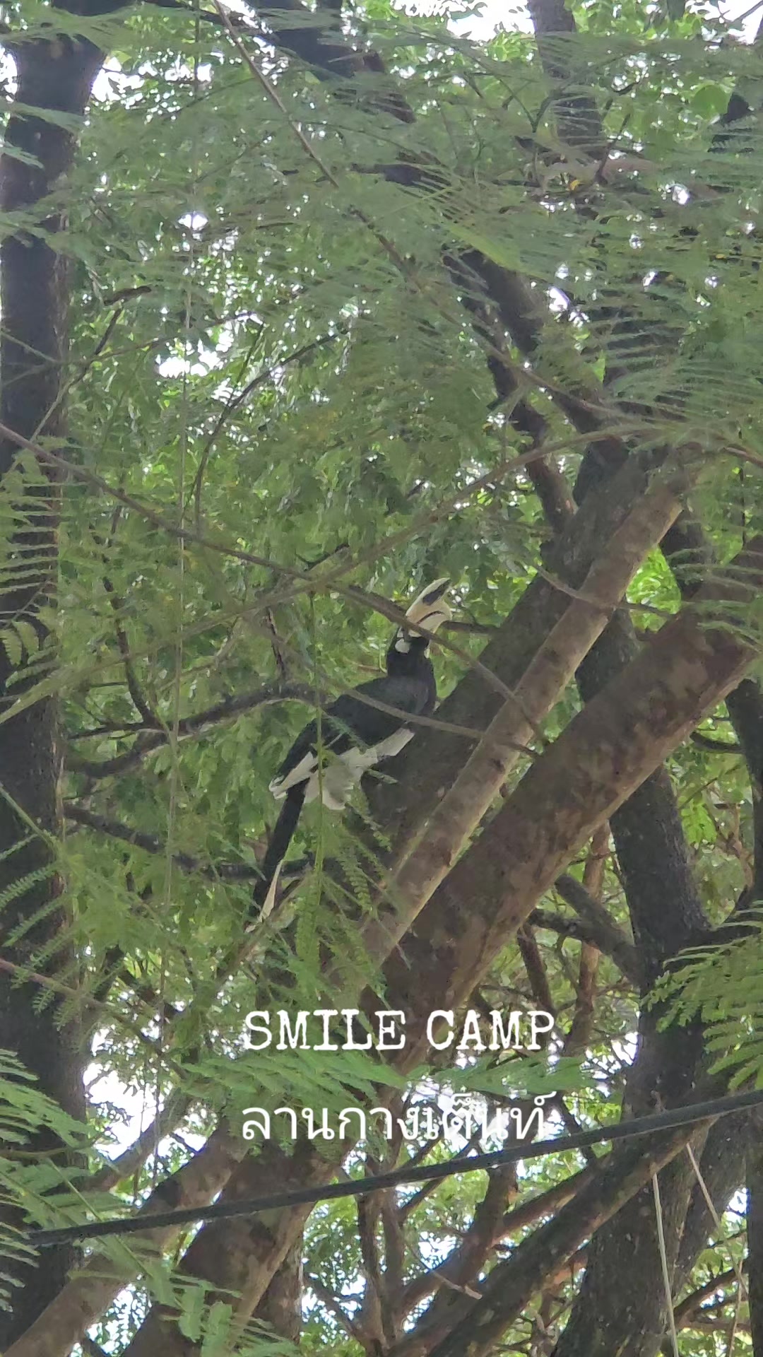 @SMILE CAMP ลานกางเต็นท์