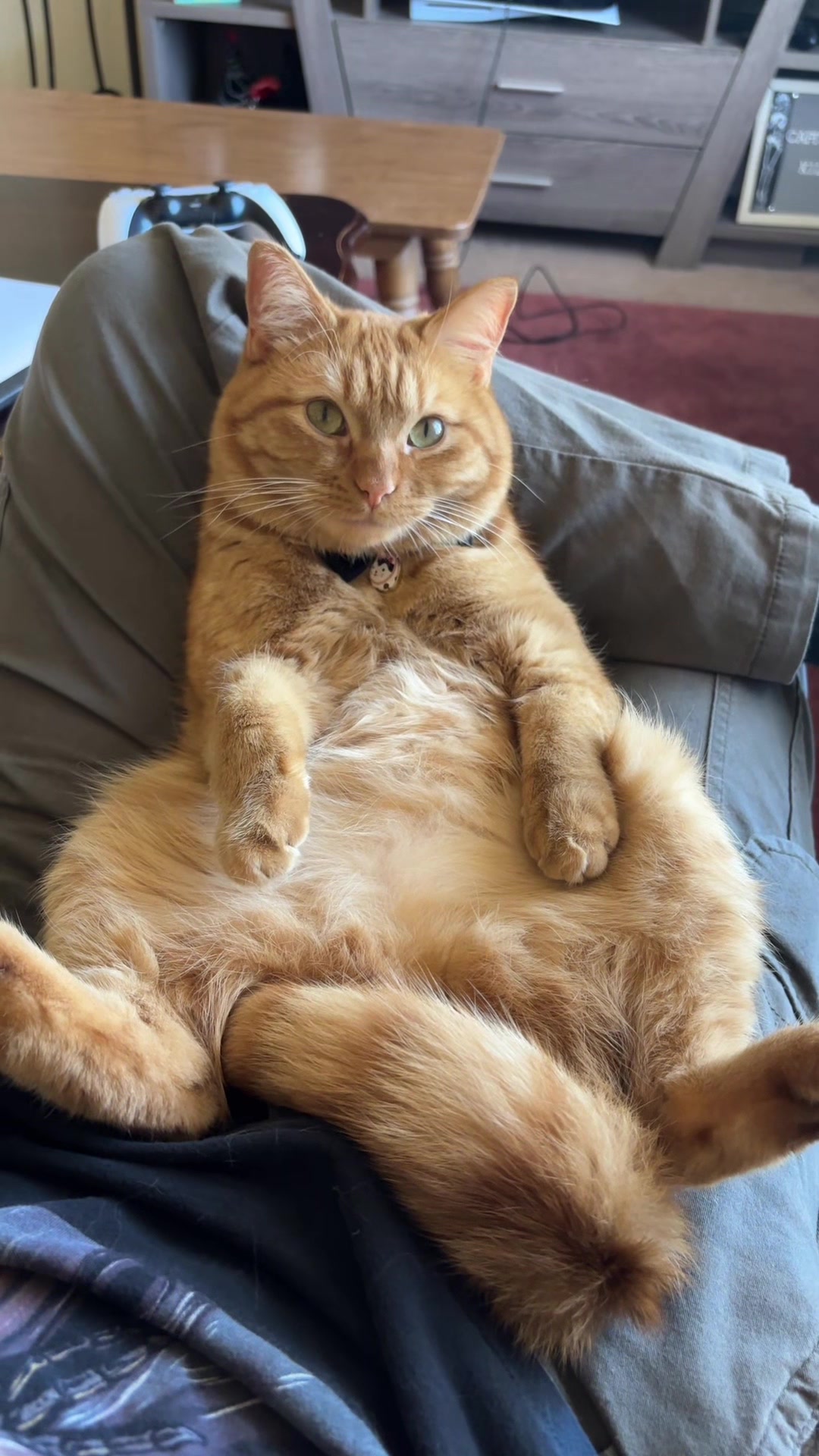 @cowboycatdad