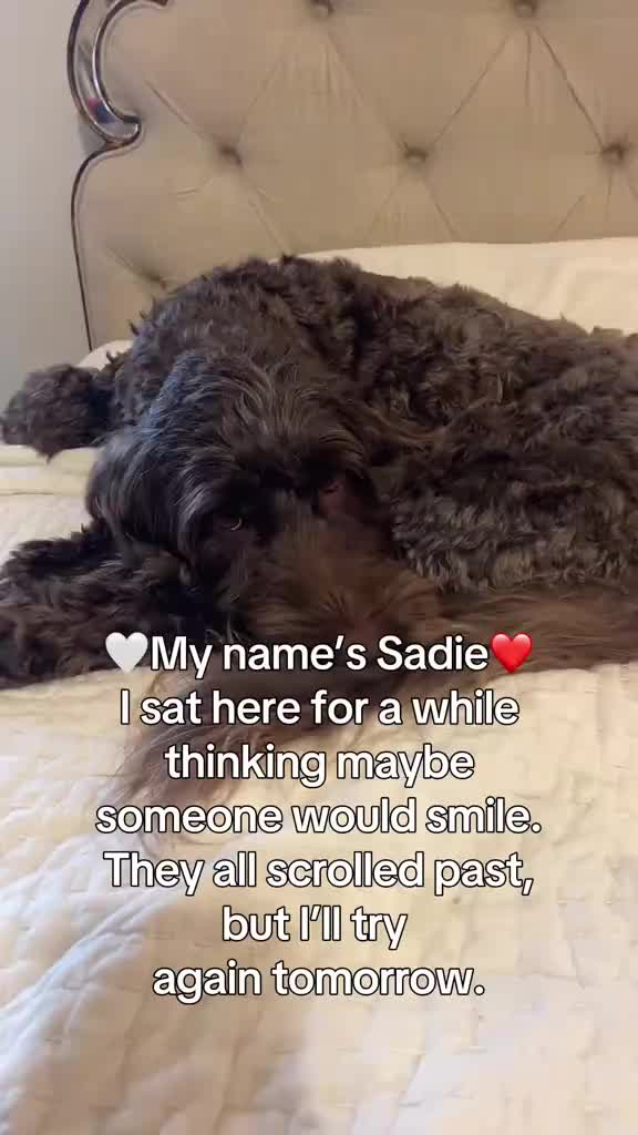 @Sadie the Doodle