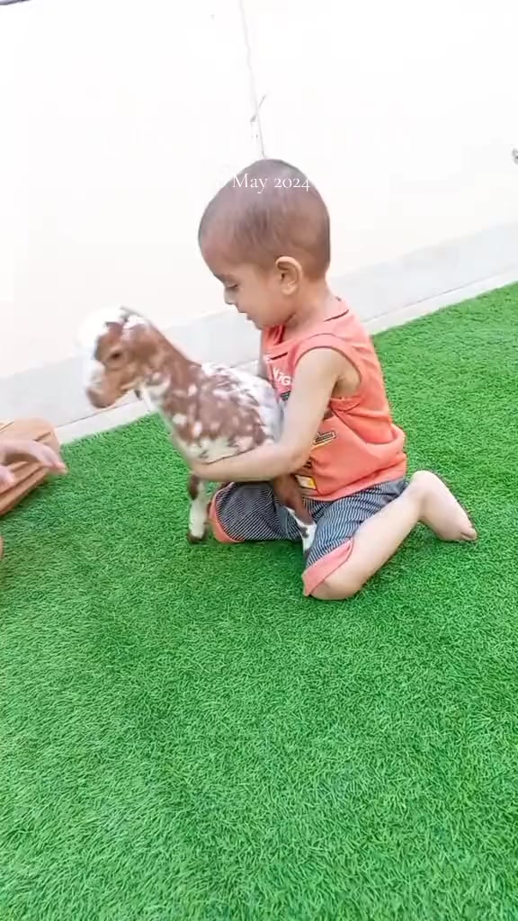 @Mustafa Goats
