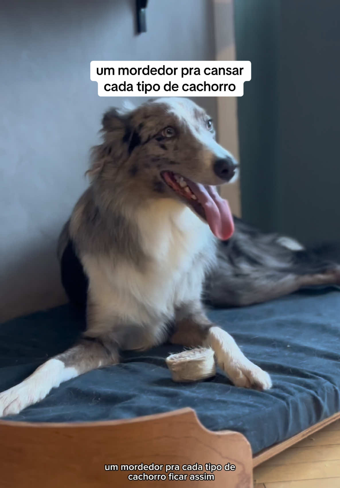 @2DOGSEMEIO
