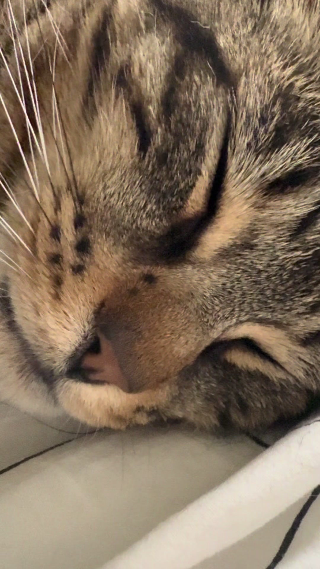 @Coby the Cat 🐾