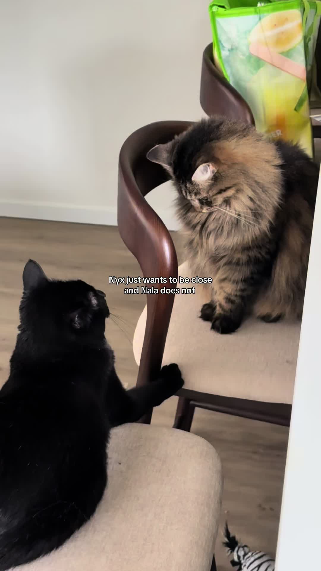 @CatLadySadie