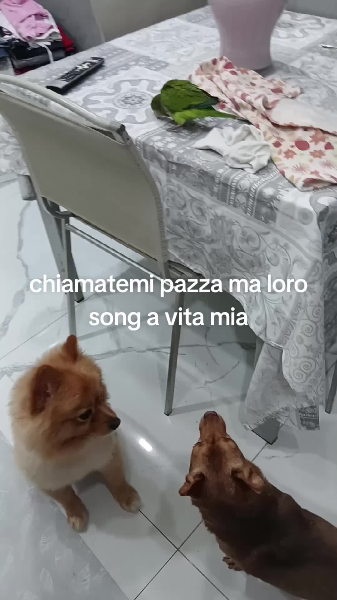 @stefania