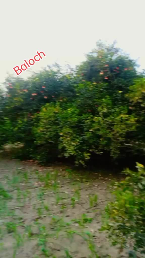 @SHAKEEL BALOCH