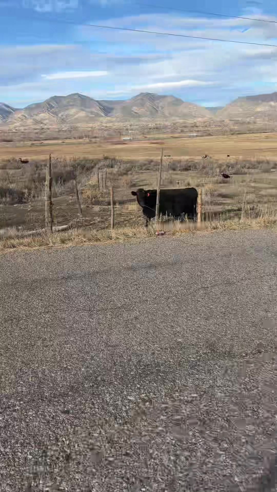@Cookie likes to ride