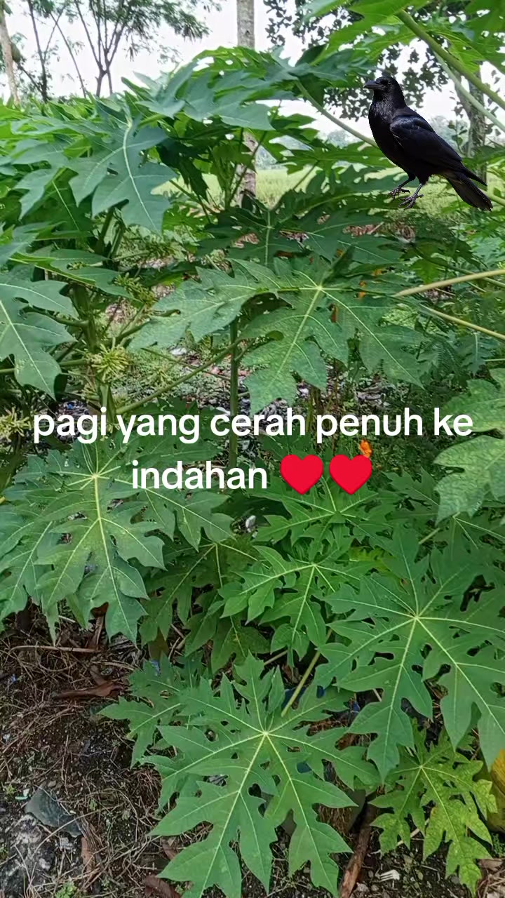 @Abd. syukur