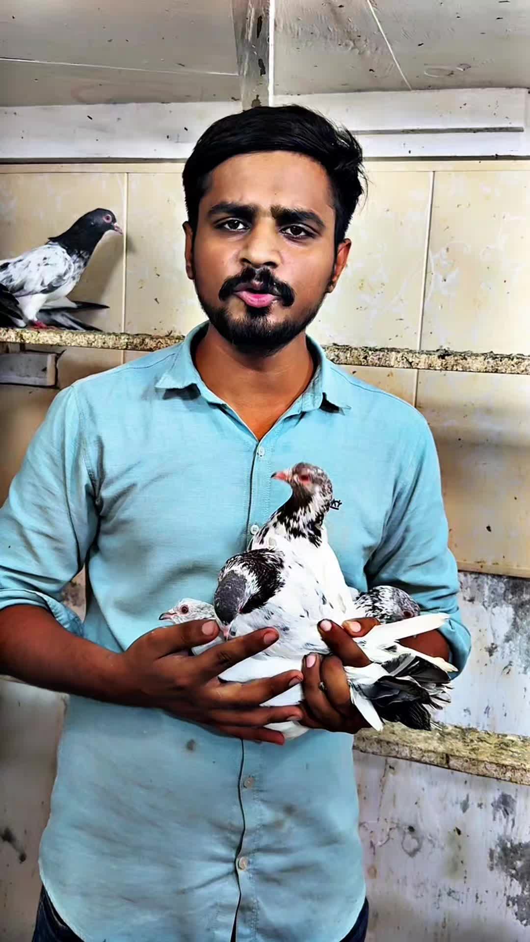 @Lahore Pigeon