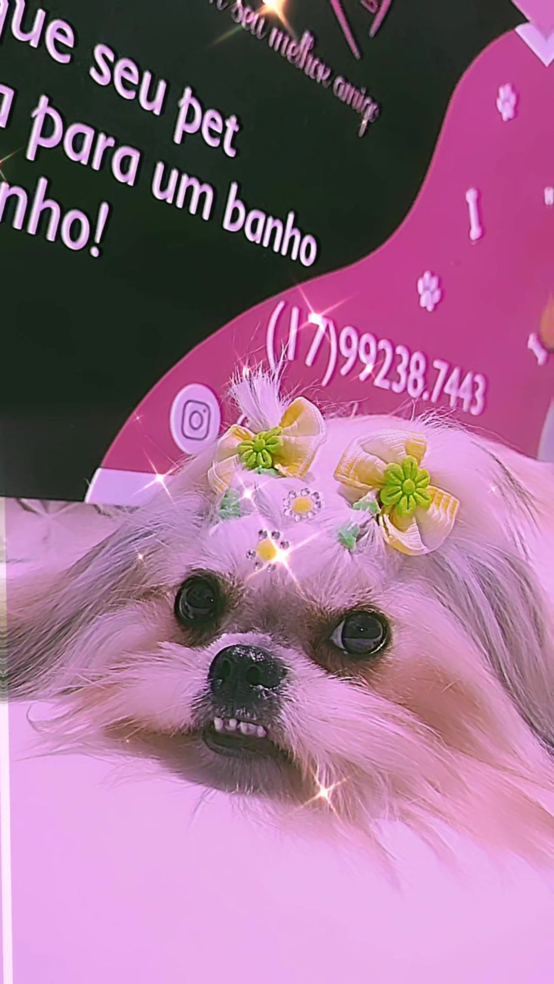 @MayPetz banho e tosa